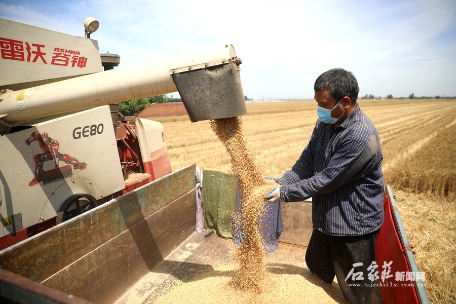 石家庄市栾城区22.32万亩麦田迎来丰收季