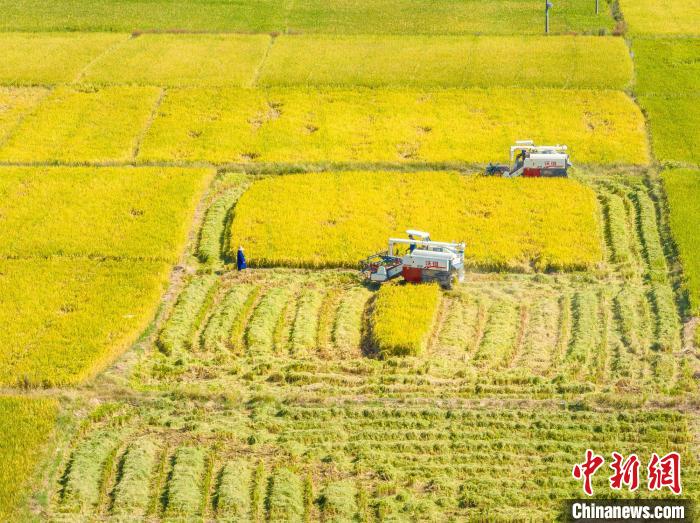 航拍吉安新干县溧江镇的金色稻田，当地村民正驾驶农机在收割水稻，一派繁忙景象。　张文瑞 摄