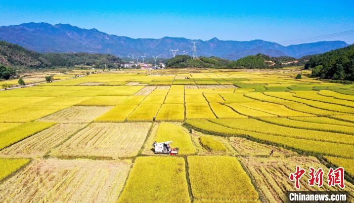 航拍吉安吉水县乌江镇的广袤金色田野，当地村民正在田间收割水稻。　廖敏 摄