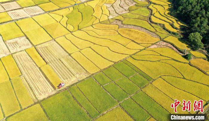 航拍吉安吉水县乌江镇的连片金色稻田，当地村民正在收割水稻，一幅秀美丰收画卷映入眼帘。　廖敏 摄