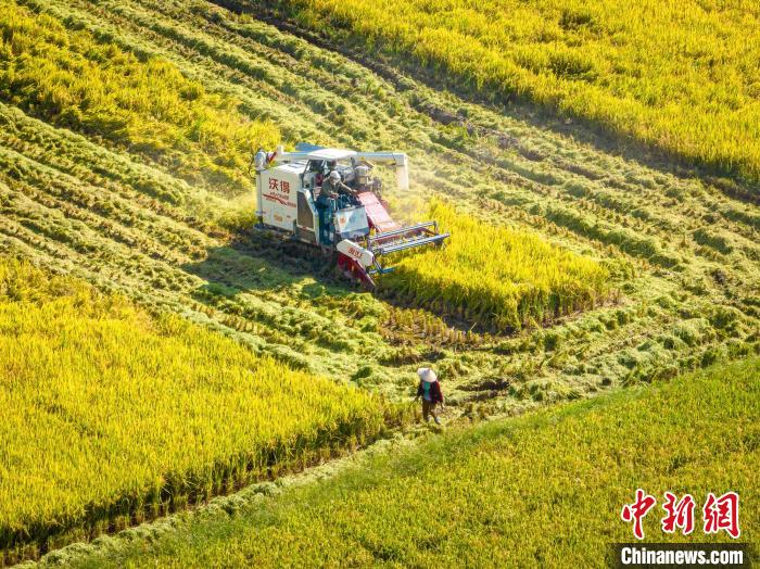 航拍吉安新干县溧江镇的金色稻田里，当地农户正驾驶农机在收割水稻。　张文瑞 摄