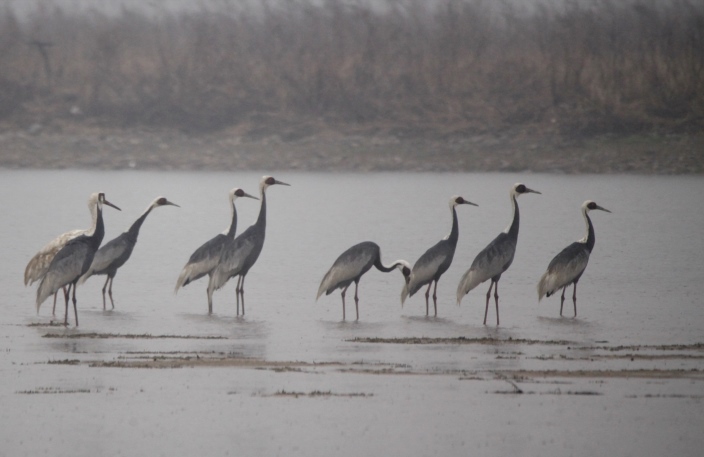  The first group of white naped cranes under national first-class protection in Shijiazhuang 