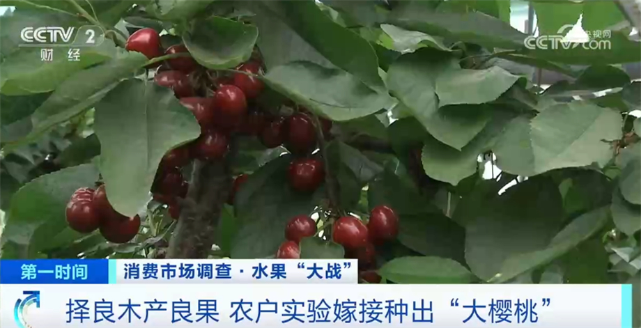 九游会J9 J9九游会种植技术提高+味美价优 国产樱桃市场占有率不断提高(图10)