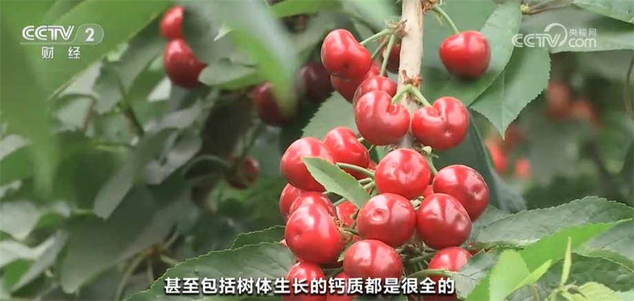 九游会J9 J9九游会种植技术提高+味美价优 国产樱桃市场占有率不断提高(图11)