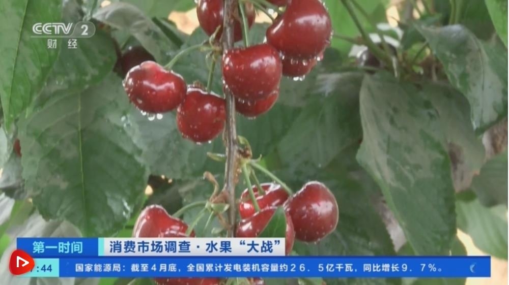 九游会J9 J9九游会种植技术提高+味美价优 国产樱桃市场占有率不断提高(图8)